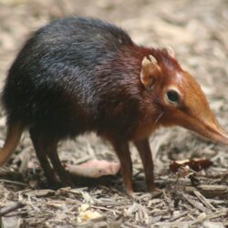 Elephant Shrew HD Wallpapers