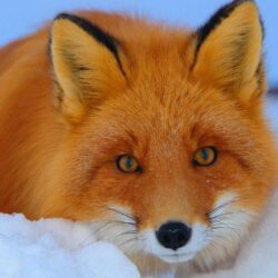 Red fox Wallpapers