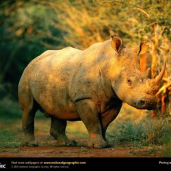 Rhino Wallpapers HD Download