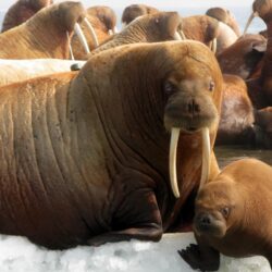 QQ Wallpapers: Animal Walrus Wallpapers