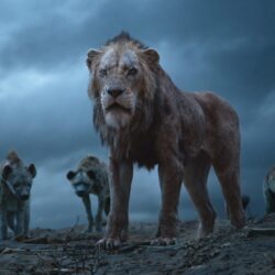 Scar The Lion King 2019, HD Movies, 4k Wallpapers, Image