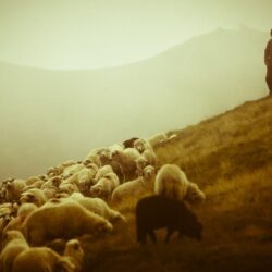 Sheep and Shepard – Romania widescreen wallpapers