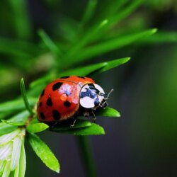 Free Ladybug, Download Free Clip Art, Free Clip Art on Clipart Library