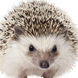 Hedgehog HD Wallpapers