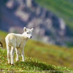 Sheep image Sheep HD wallpapers and backgrounds photos