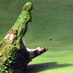 Crocodile Wallpapers, Top 46 Quality Cool Crocodile Pics