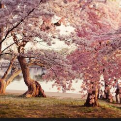 Cherry Blossom Wallpapers Desktop