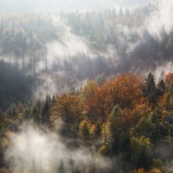 Wallpapers Forest, Fog, Trees, Woods, 4K, Nature,