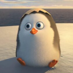 Cute Penguin Backgrounds