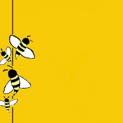 Bee Cartoon Wallpapers WallpapersIn4k HQ Free Download