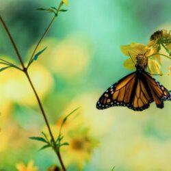 Daily Wallpaper: Butterfly Garden