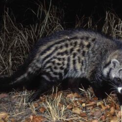 African Civet Cat Wallpapers High Quality