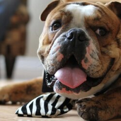 Animals dogs bulldogs wallpapers