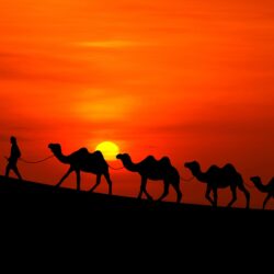 Wallpapers Sunset, Desert, Camels, HD, Nature,