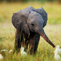 baby elephant wallpapers free