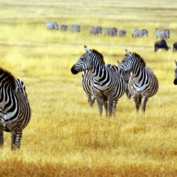 Zebras In Arusha National Park Wallpapers