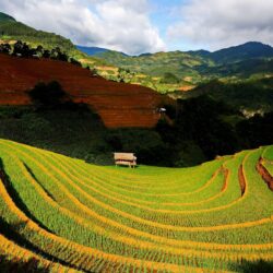 Rice Terraces Vietnam wallpapers – wallpapers free download