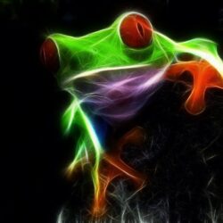 10 Red Eyed Tree Frog Wallpapers