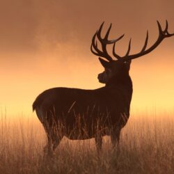 Wallpapers Deer, Silhouette, HD, Animals,