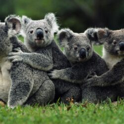 Fonds d&Koala : tous les wallpapers Koala