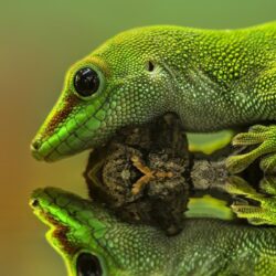 Gecko reptiles reflections wallpapers
