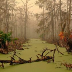 Louisiana swamp wallpapers