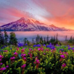 Sunrise Spring Landscape Of Snow Mountain Meadow Flowers Mount