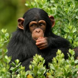 Baby Chimpanzee Wallpapers