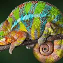 Colorful Chameleon 4K UltraHD Wallpapers