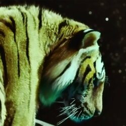 Widescreen Life Of Pi Movie Posters Inon Hollywood Nature Hd