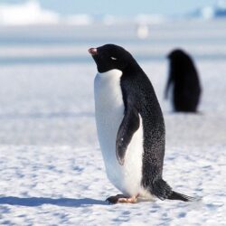 Penguin Wallpapers