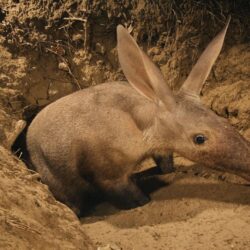 Aardvark Wallpaper Backgrounds