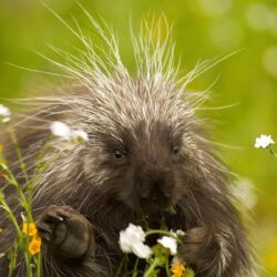 Porcupine Wallpapers Porcupines Animals Wallpapers in format for