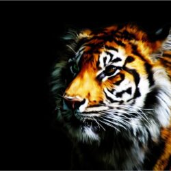 Tiger Wallpapers by Rubenski87