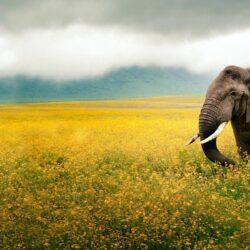 Elephant Yellow Field Tanzania wallpapers
