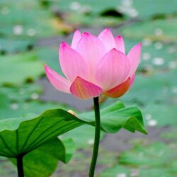 Wallpapers For > Lotus Flower Wallpapers Free Download
