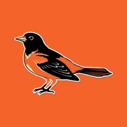 Baltimore Orioles HD Wallpapers & Pictures