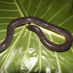 Caecilians