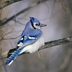 Download Blue Jay Wallpapers Wallpapers