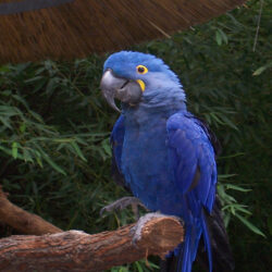 Hyacinth Macaw Parrots Desktop Wallpapers Hd : Wallpapers13