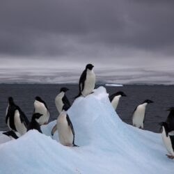 List of birds of Antarctica
