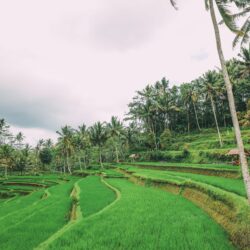 Bali Travel – Tegalalang Rice Terrace In Ubud And Gunung Kawi Temple