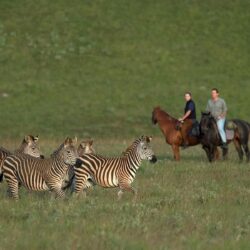 Horse riding in Nyika National Park