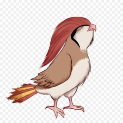 Pidgeotto HD wallpapers