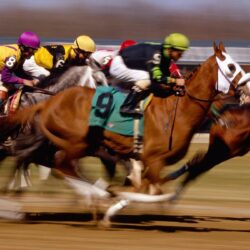 Animals For > Horse Racing Wallpapers Screensaver