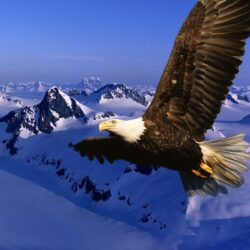 Bird backgrounds with eagles