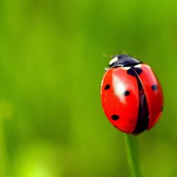 Wallpapers Red ladybug, grass, green backgrounds HD Picture