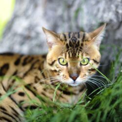 Bengal cat near a tree wallpapers and image
