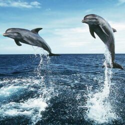 Dolphin Jumping HD Wallpapers