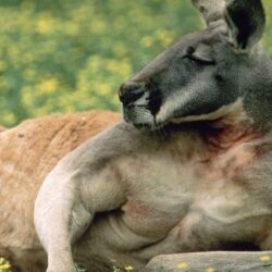 red kangaroo desktop PC and Mac wallpapers